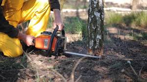 Professional Tree Care in Palm Springs, CA