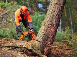 How Our Tree Care Process Works  in  Palm Springs, CA