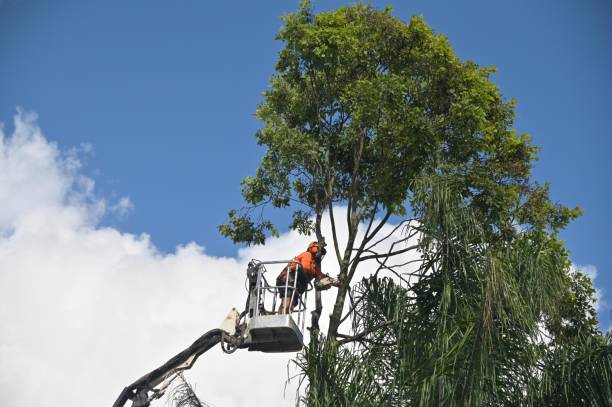 Best Commercial Tree Services  in Palm Springs, CA