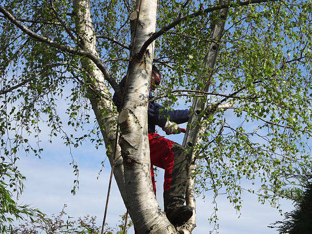 Best Fruit Tree Pruning  in Palm Springs, CA