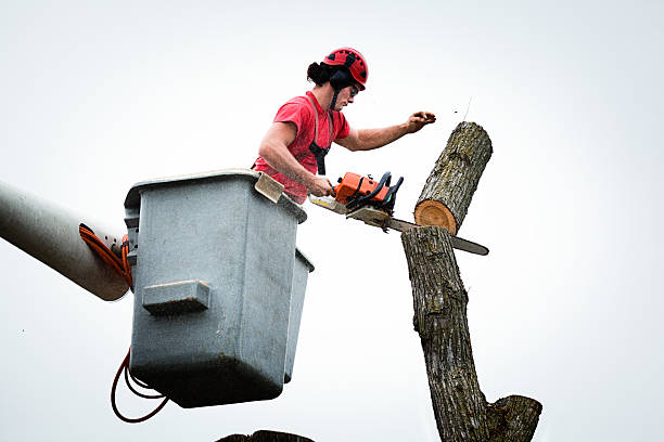 Best Tree Disease Treatment  in Palm Springs, CA