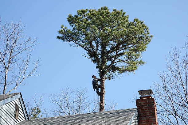 Best Hazardous Tree Removal  in Palm Springs, CA