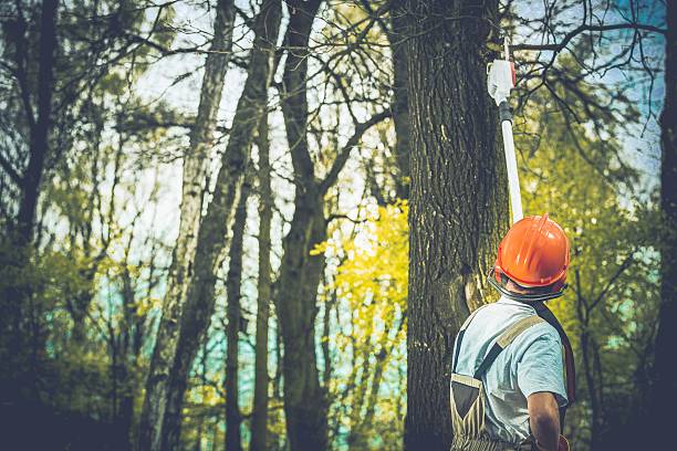 Best Tree and Shrub Care  in Palm Springs, CA